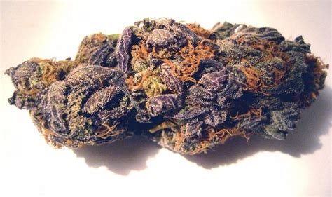 strongest purple marijuana strain